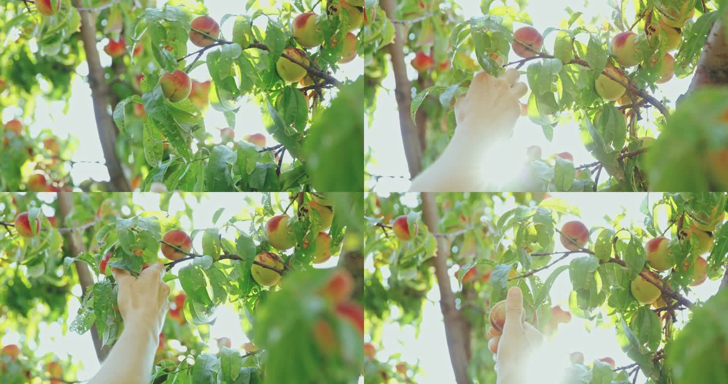 用手在阳光充足的树上寻找新鲜成熟的桃子，慢动作