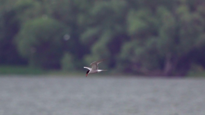 鸟-普通燕鸥（Sterna hirundo）在一个多云的夏日飞过湖面。