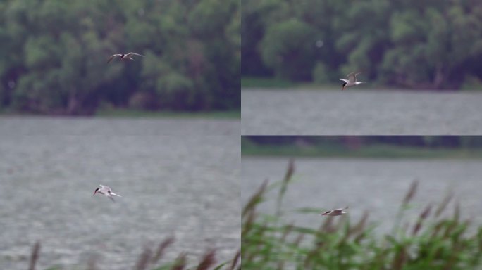 鸟-普通燕鸥（Sterna hirundo）在一个多云的夏日飞过湖面。