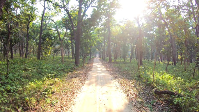 印度中部印度森林野生动物园的第一人称视角