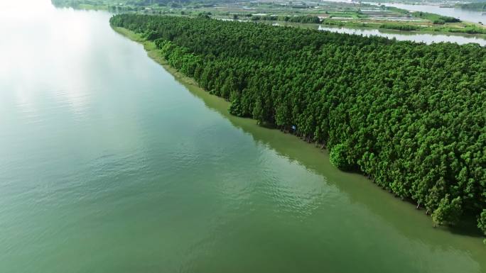 中国特有树种水松林航拍