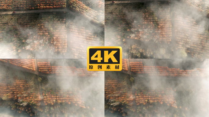 4K-水杉红了，甸尾村水杉风景航拍