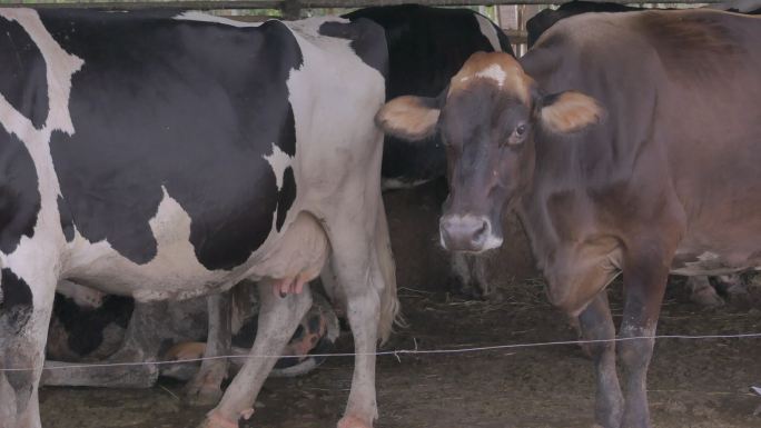 牛栏里的奶牛。泰国、老挝、缅甸和越南的家畜养殖