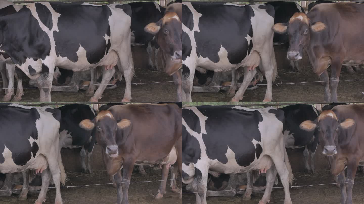 牛栏里的奶牛。泰国、老挝、缅甸和越南的家畜养殖