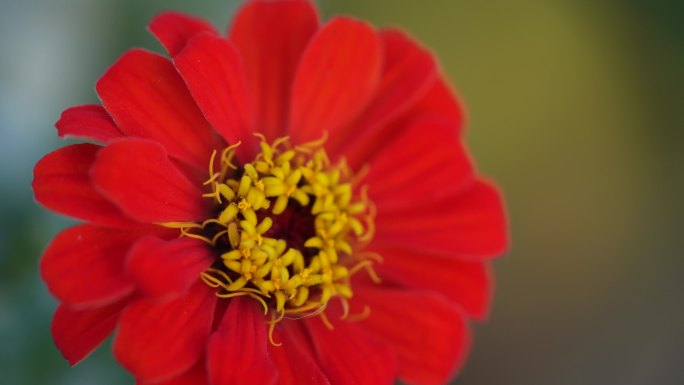 一朵盛开的红色百日菊