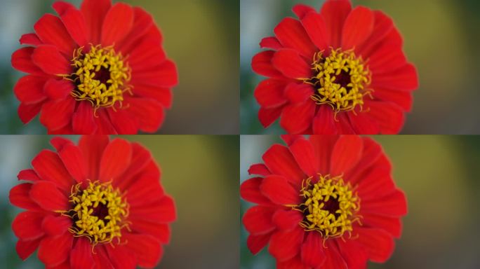 一朵盛开的红色百日菊