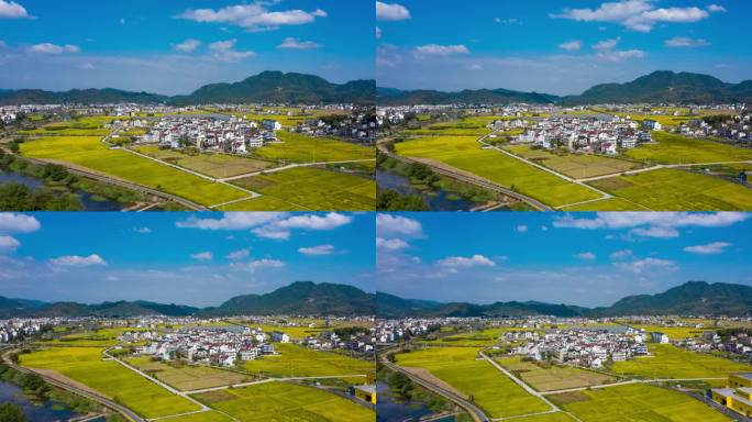 建德稻香小镇金色稻田航拍延时