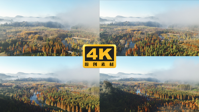 4K-云雾散开的甸尾村水杉湿地风光