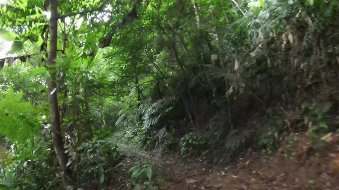 海南热带雨林穿越机航拍4K