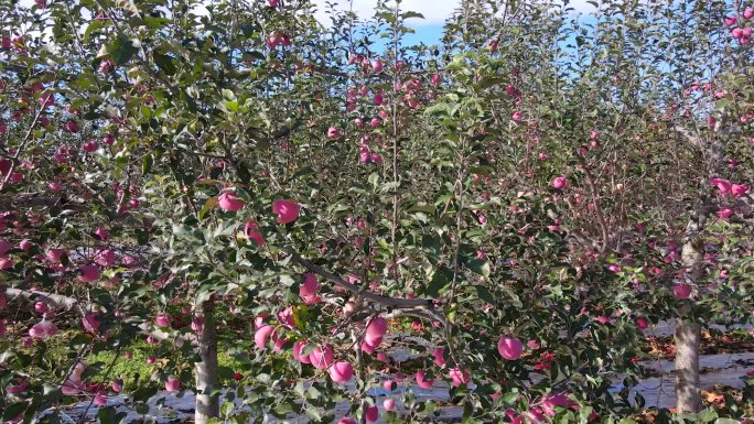 条纹苹果种植