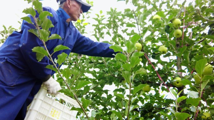 新鲜青苹果