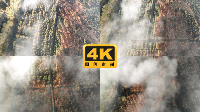 4K-俯瞰水杉种植湿地，云雾缭绕的水杉