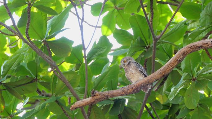 栖息在树梢上的斑点猫头鹰。