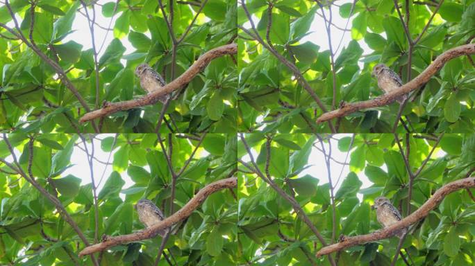 栖息在树梢上的斑点猫头鹰。
