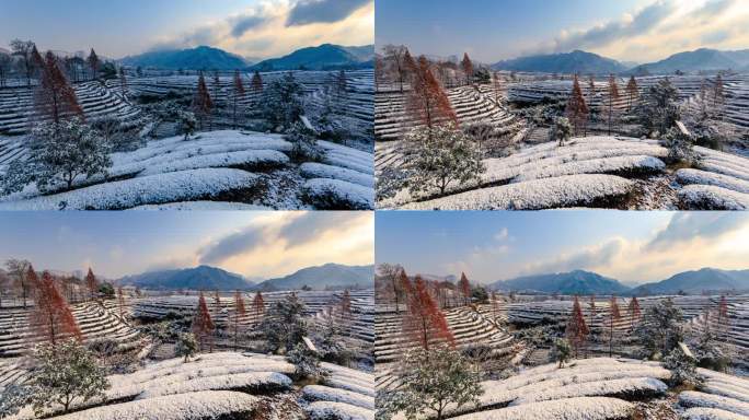 义乌大陈道人峰茶园雪景风光延时摄影