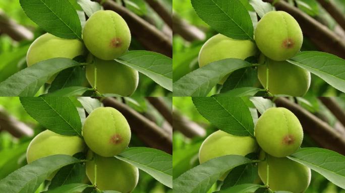 树上的新鲜桃子新鲜青色桃子桃树农村果树林