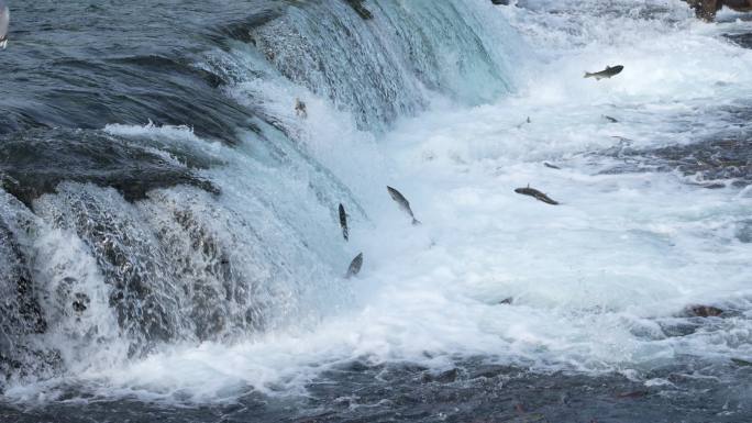 阿拉斯加卡特迈国家公园的袜子眼鲑跳布鲁克斯瀑布-慢镜头