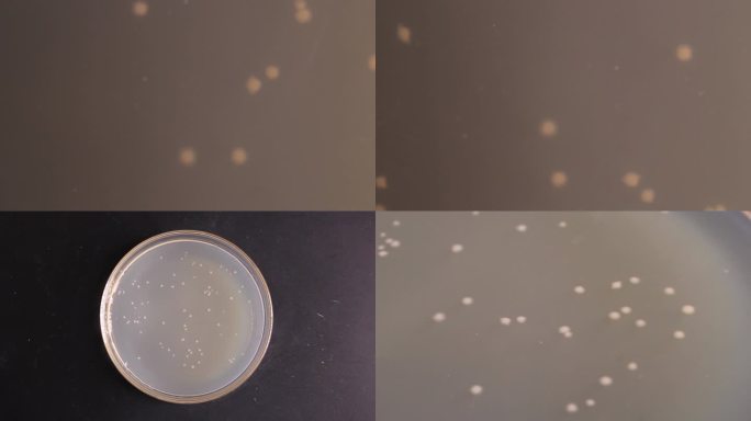 微生物学培养皿细菌 牛肉膏蛋白胨