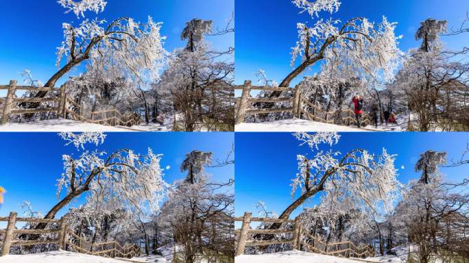 黄山风景区冬季雾凇奇观延时摄影