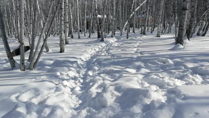 走在白桦林的雪地上原声