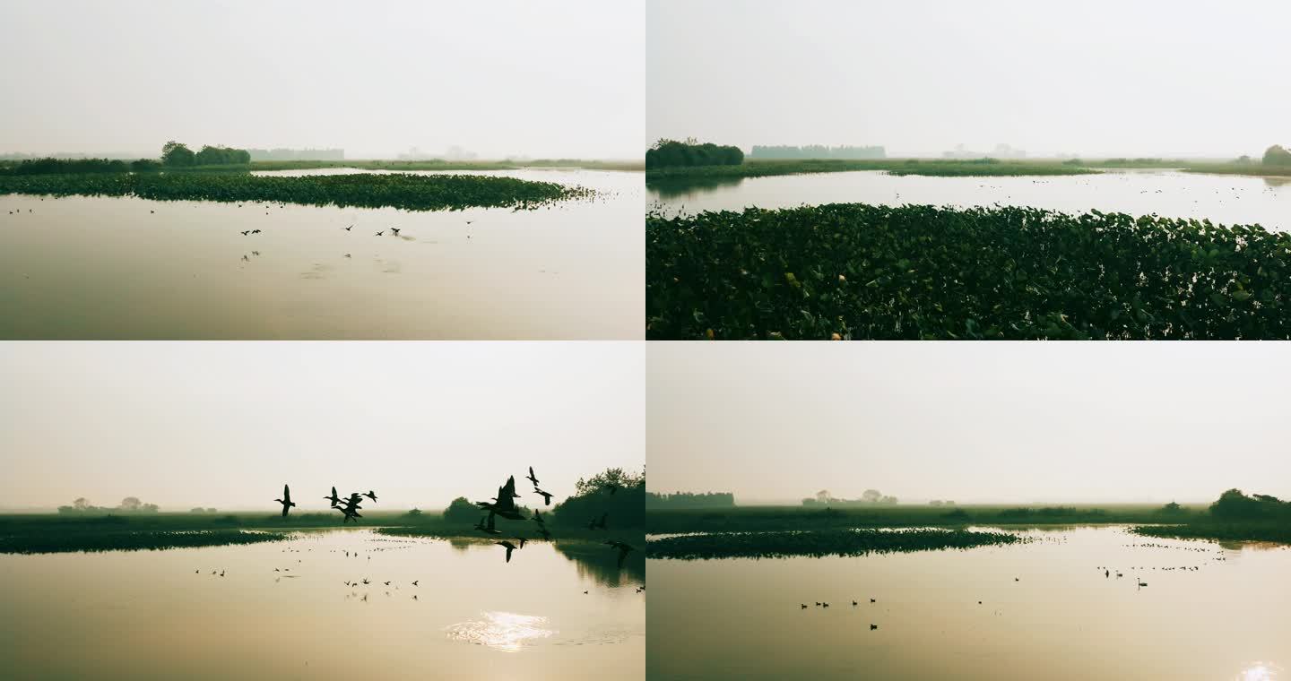 4K晨雾中的湿地公园百鸟飞翔