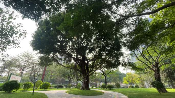佛山桂城运镜下的大树景观