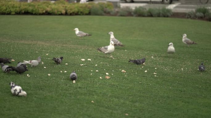 鸽子动物公园公园鸟类觅食