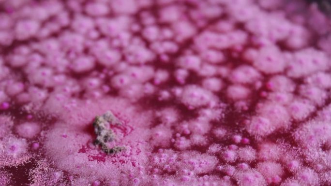 微生物学培养皿木霉真菌孟加拉培养基培养皿