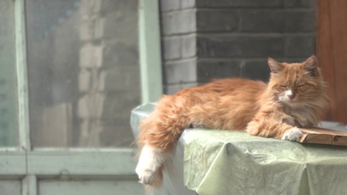 【原创】城市人文 老北京胡同 生活 猫咪
