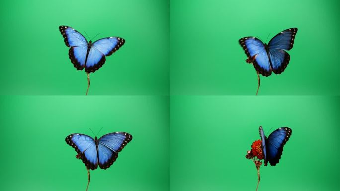 红花上的蓝色蝴蝶优美飞蝶蝶绿布蝴