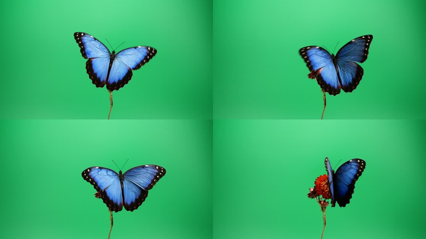 红花上的蓝色蝴蝶优美飞蝶蝶绿布蝴