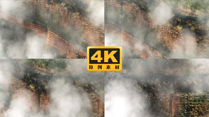 4K-云雾中的水杉风光，甸尾村水杉风光