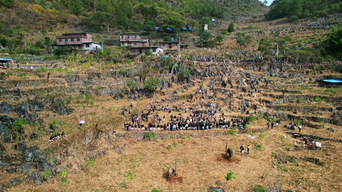 白裤瑶丧葬祭祀人群砍牛活动