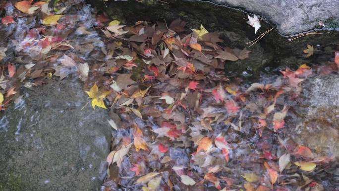 秋天小溪中五彩斑斓的落叶