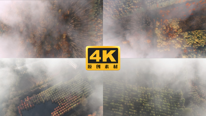 4K-甸尾村水杉风景，云雾中的湖泊湿地