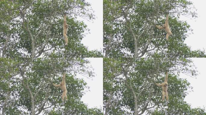 Khao Yai国家公园热带雨林中的白手长臂猿