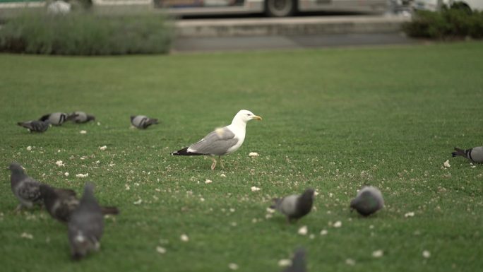 鸽子动物公园广场白鸽鸽群喂养鸽子