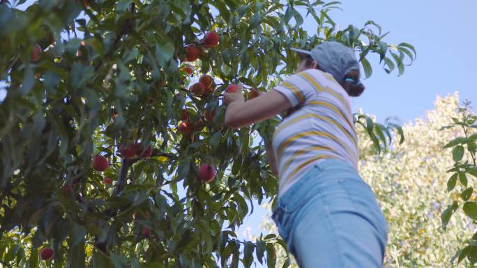 在有机果园里从树上摘桃子的女人。素食主义妇女自己种植食物。