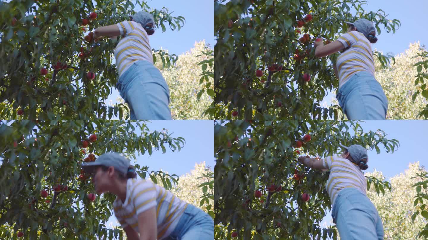 在有机果园里从树上摘桃子的女人。素食主义妇女自己种植食物。