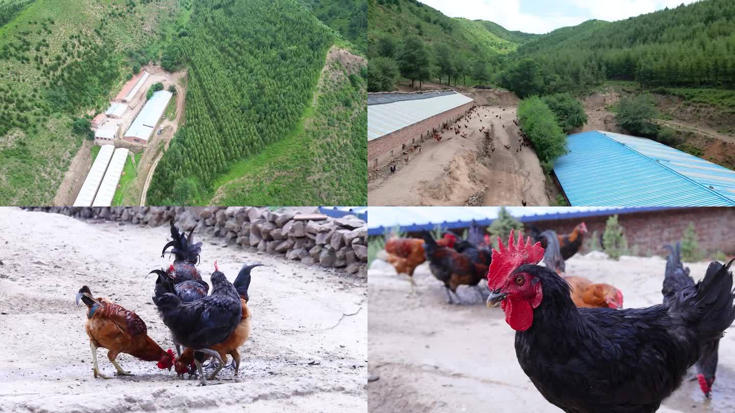 大山中的养鸡场 山村乡村振兴视频素材