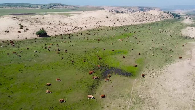 承德围场坝上草原地貌和成群的牛羊视频素材
