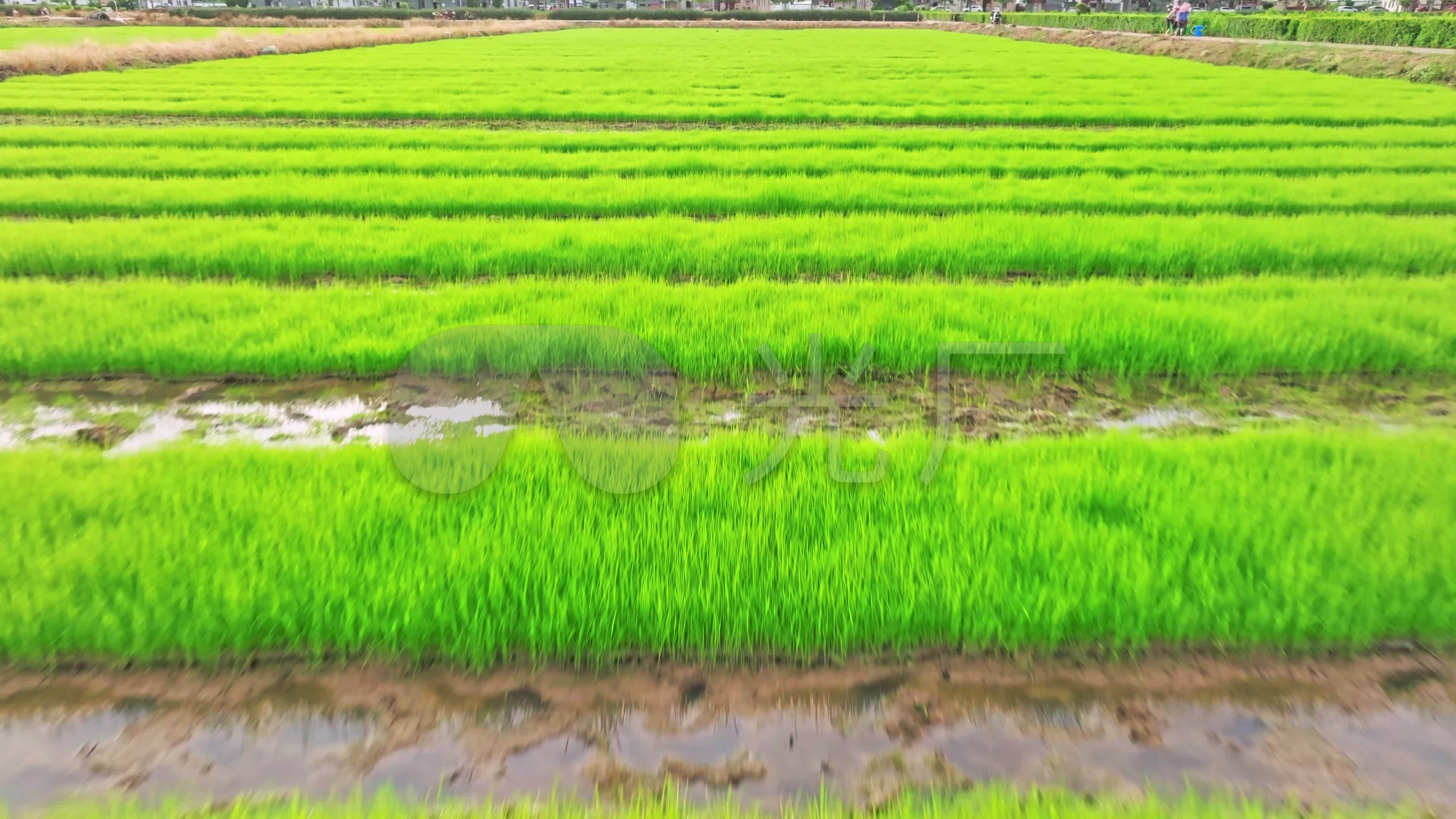 航拍水稻育秧苗旱地育秧基地空镜_3840X2160_高清视频素材下载(编号:7988050)_实拍视频_光厂(VJ师网) www.vjshi.com