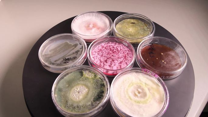 微生物学培养皿细菌培养皿展示
