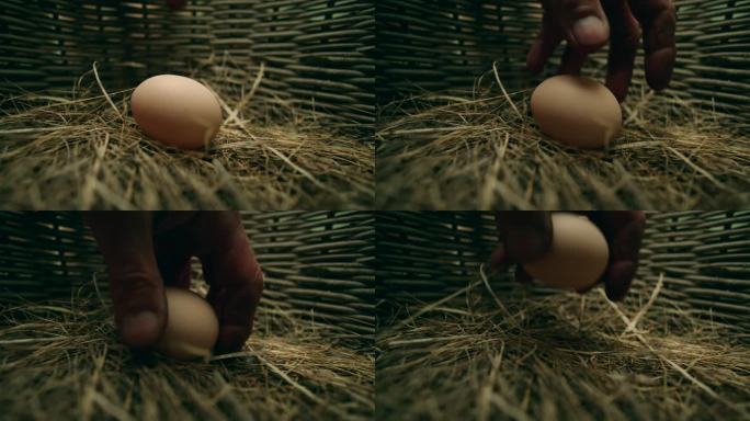男子从巢中收集鸡蛋