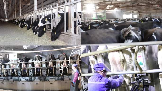 牛场 黄牛 奶牛 畜牧业 养殖业 养牛场