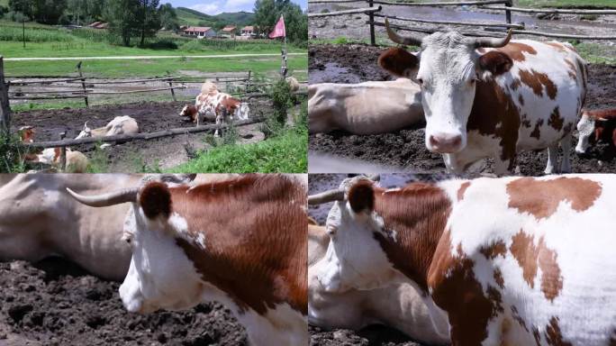 承德围场山村路旁的牛舍和牛圈里的牛