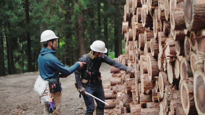 两名林业工作者在一个选定的伐木场测量砍伐的木材