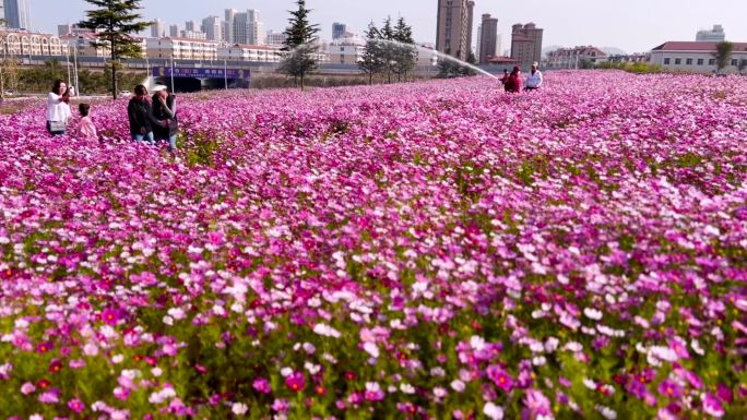 格桑花、花海打卡地旅游、鲜花盛开 04