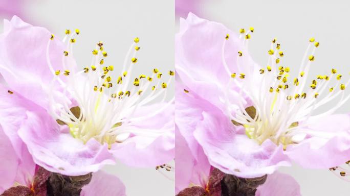 桃花盛开在垂直格式的延时4k视频中。桃李在春天开花的视频。9： 16垂直格式，适用于手机和社交媒体。