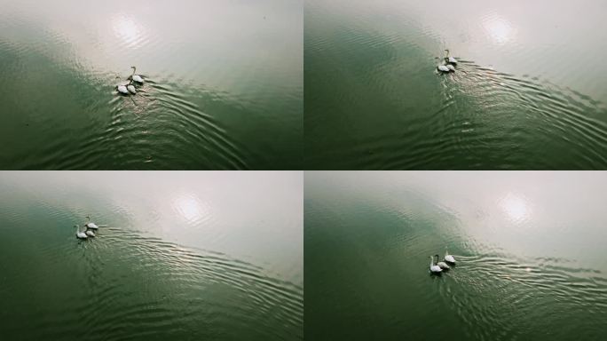4K湖面游动的白天鹅
